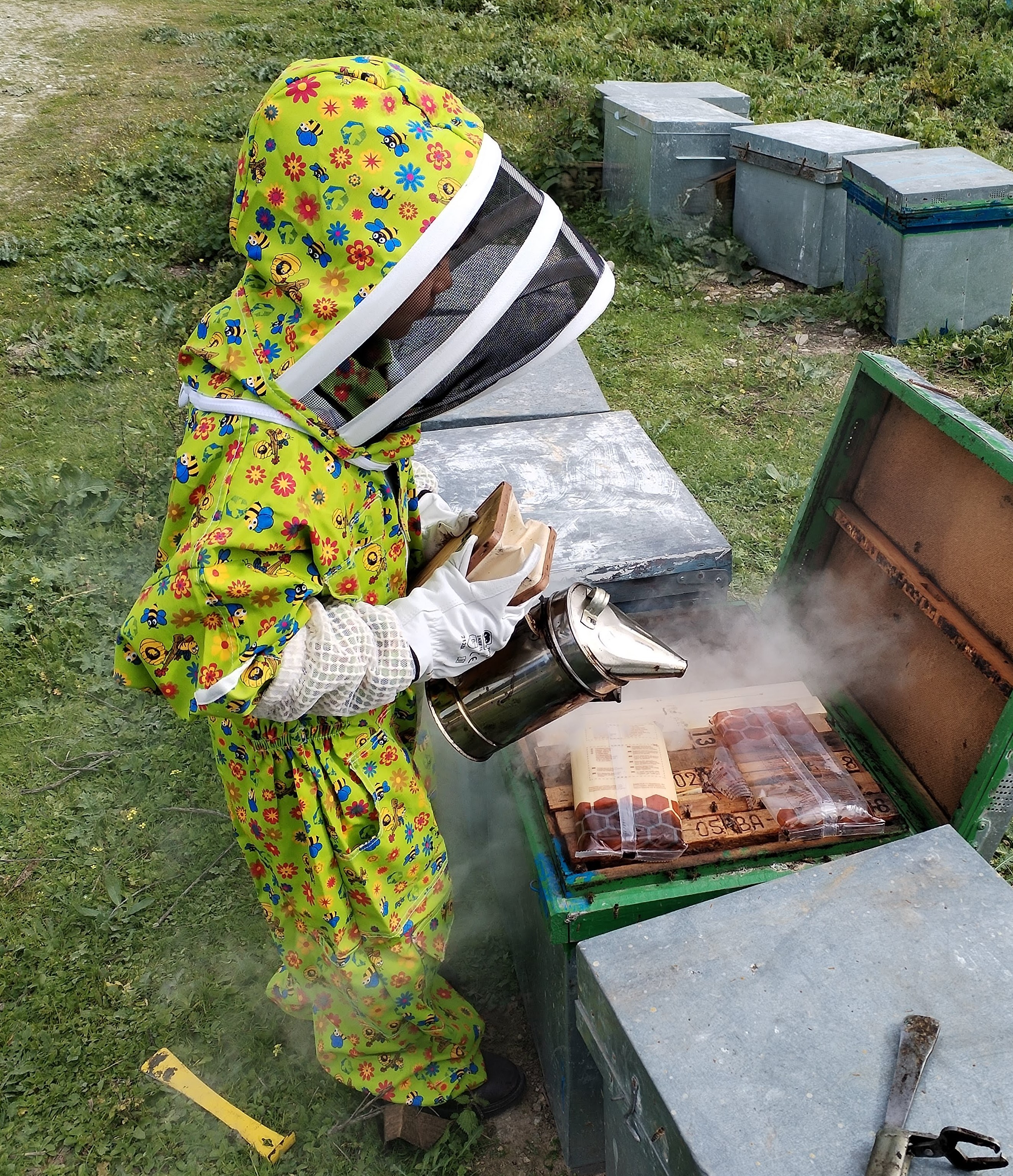 Panales de miel de abeja
