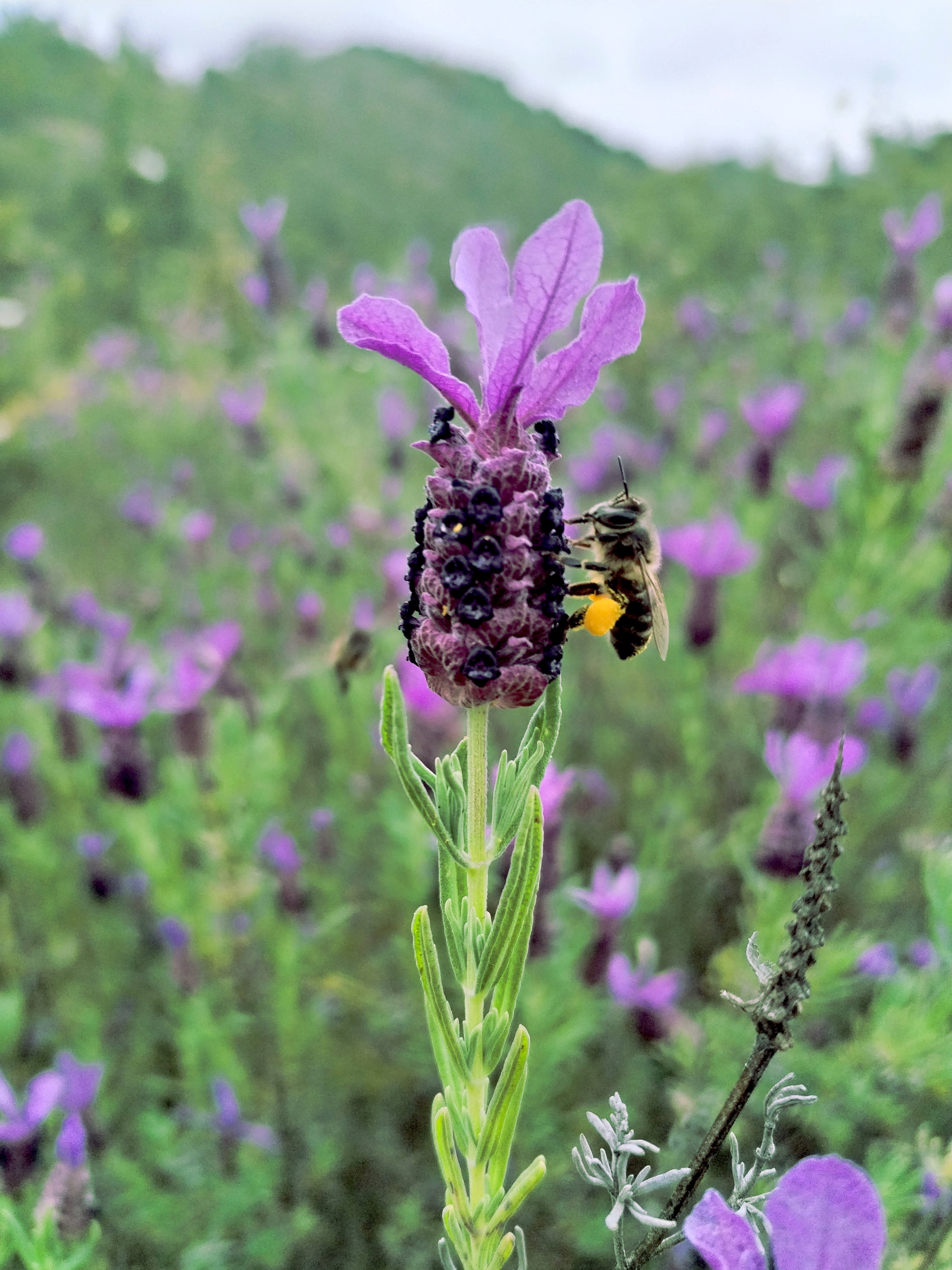 Detalle de un panal de miel