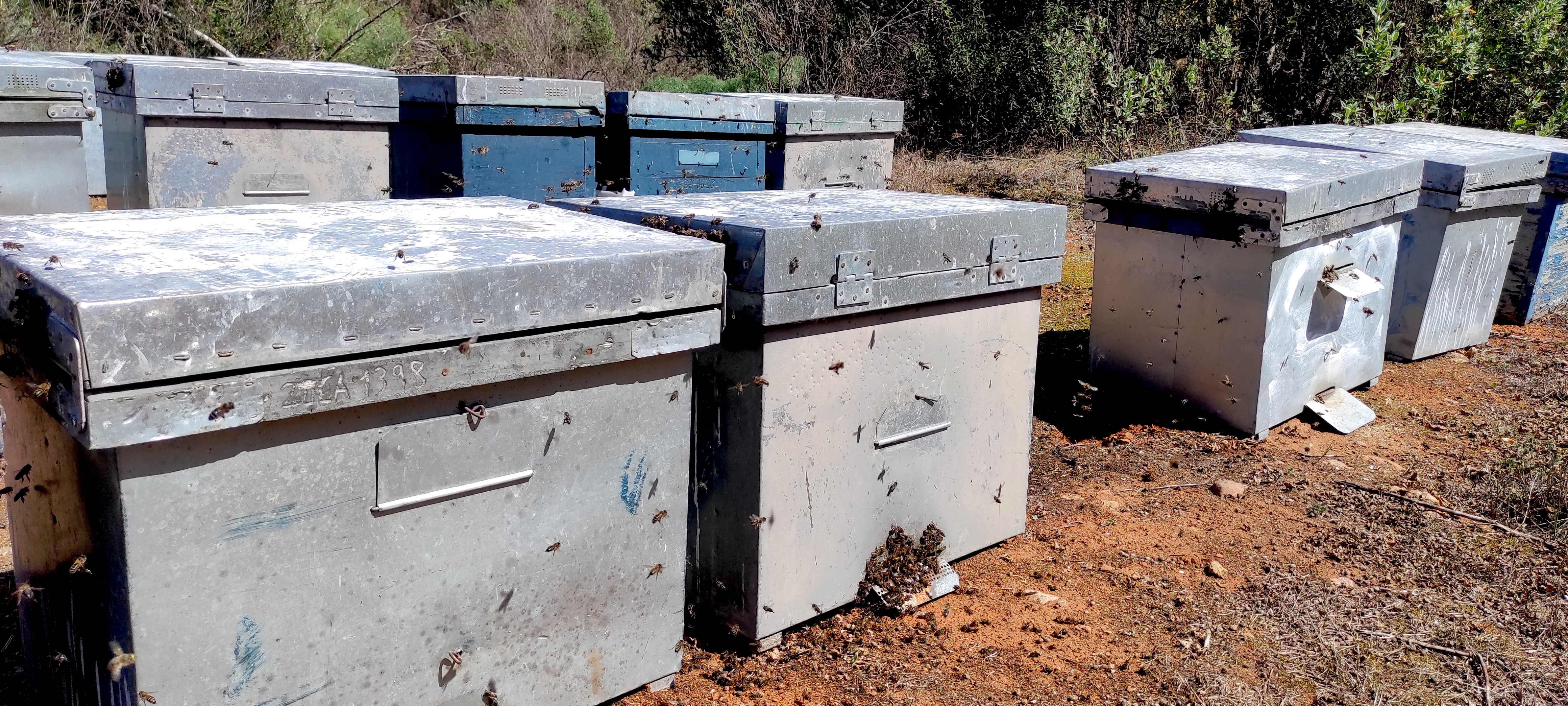 Hilera de colmenas del colmenar familiar, con abejas entrando y saliendo