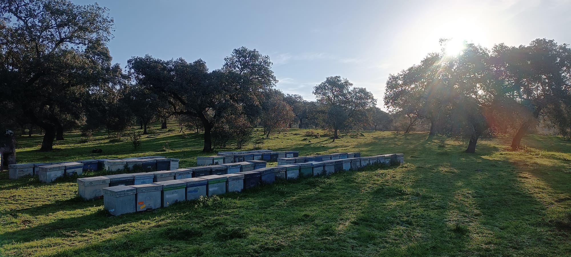 Más panales de miel