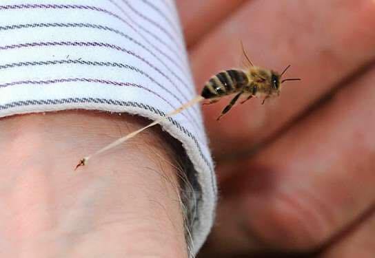 Lecciones de las abejas: el efecto diana.